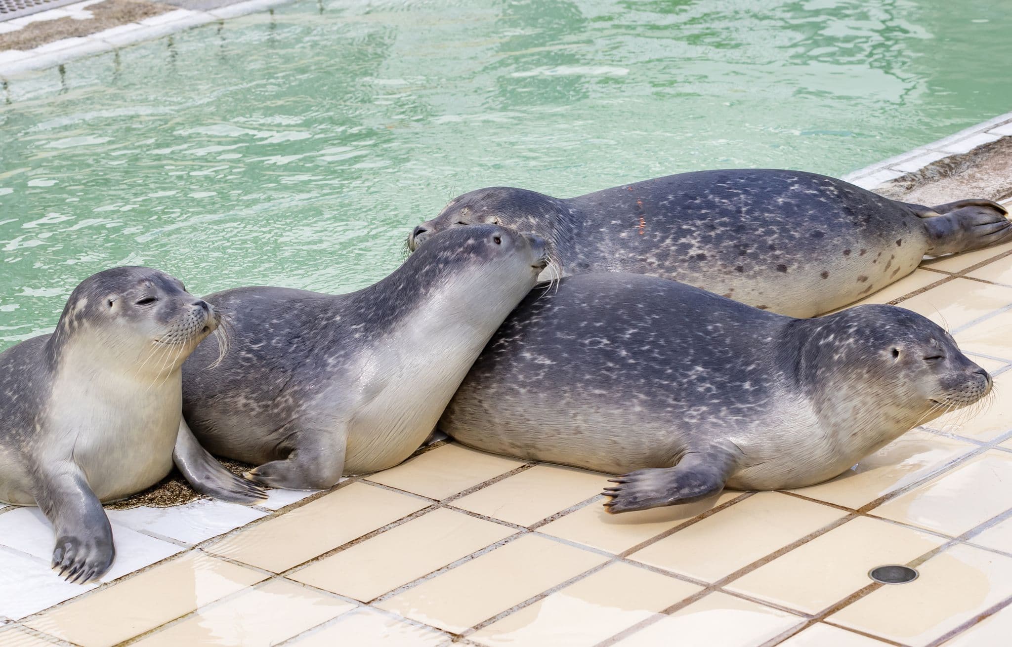 Seal Center Pieterburen